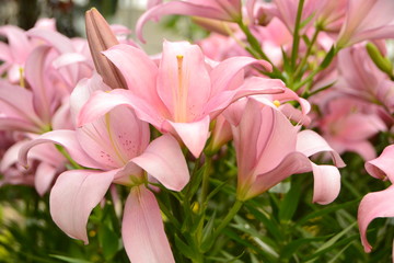 ピンクのユリ