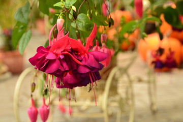 フクシアの花