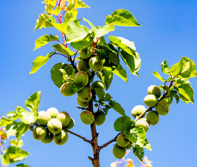 Spring Green Apricots on a Tree