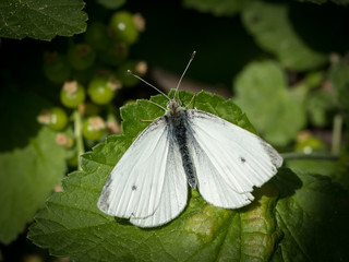 Small cabbage white butterfly sitting on a green leaf