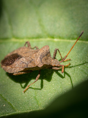 A dock bug sitting on a green leaf