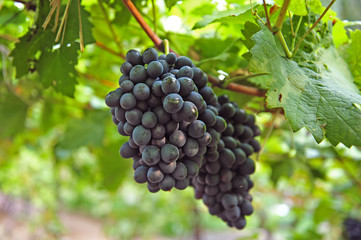 Ripe grapes in his vineyard