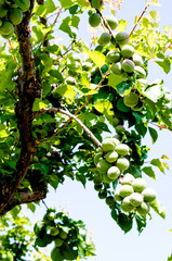 Spring Green Apricots on a Tree