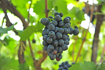 Ripe grapes in his vineyard