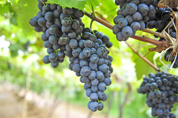 Ripe grapes in his vineyard