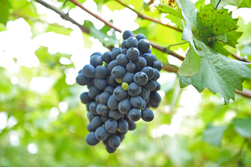 Ripe grapes in his vineyard