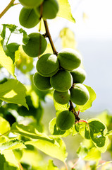 Spring Green Apricots on a Tree