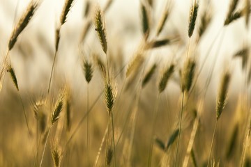 Fototapeta premium Wheat.