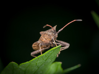 A dock bug sitting on a green leaf