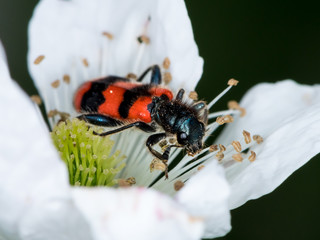 Colorful checkered beetle sitting in a flower