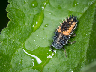 Larva of Asian ladybeetle sitting on a green leaf