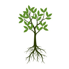 Green Tree with Leaves and Roots. Vector Illustration.
