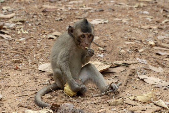 Little baby monkey eating corn. Cute monkey closeup portrait. Wild chimpanzee in jungle forest.