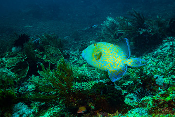 Trigger fish