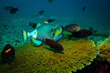 Titan trigger fish