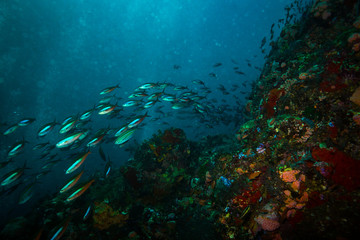 Fototapeta na wymiar Fish