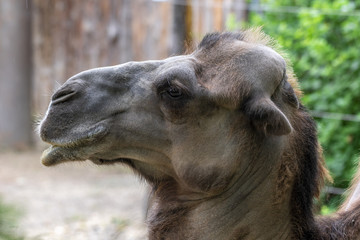 camel 5