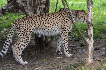Cheetah 2
