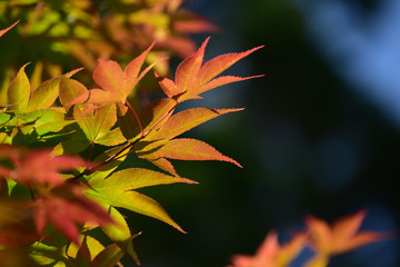 春もみじのグラデーション