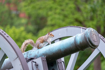 General Squirrel on cannon