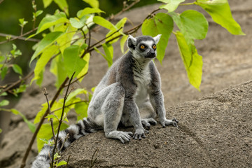 lemur 16