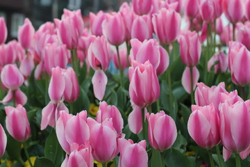 Obraz premium Pink tulip flowers