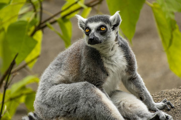 lemur 13
