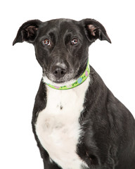 Medium Size Black and White Crossbreed Dog