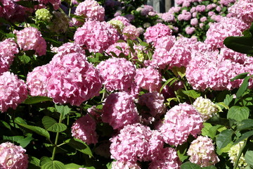 Pink and Red Hydrangea flowers