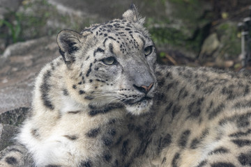 snow leopard 3
