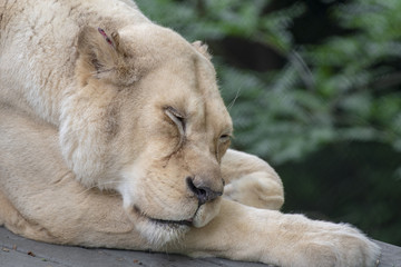 white lion 1