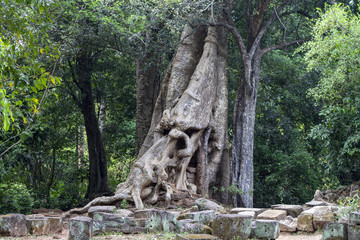 Fototapeta na wymiar Tropical tree in stone ruin of Angkor Wat complex, Cambodia. Unusual shape of tropical tree trunk. Aerial roots or lianas