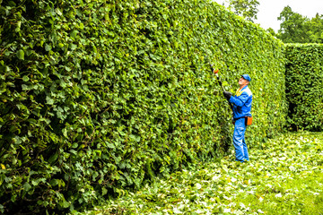 Man is cutting hedge in the park. Professional gardener in a uniform cuts bushes with clippers. Pruning garden trees. Worker trimming and landscaping green bushes. Hard work in the garden. Clipper.