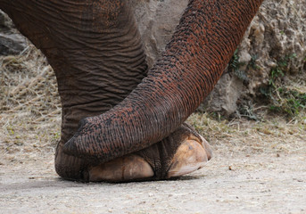 Obraz premium Single elephant foot with the end of its trunk crossed in front of it against a sandy, green, and rocky background.
