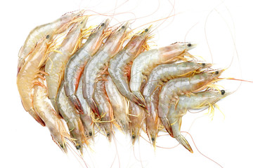 Many fresh shrimps on white background isolated with copy space