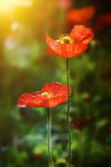 Naklejka premium red poppy flower bokeh background 