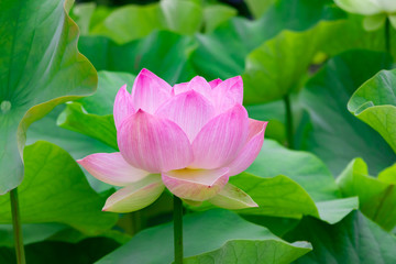 静岡県伊豆の国市　正連寺の蓮の花