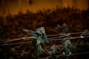 Indoor Cannabis Flowers