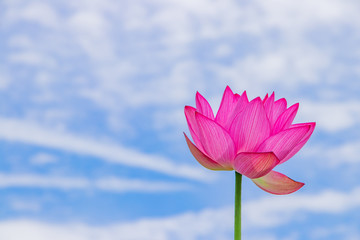 Fototapeta premium 静岡県伊豆の国市 成福寺の蓮の花