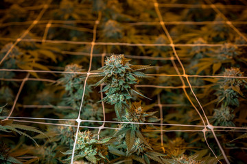 Indoor Cannabis Flowers