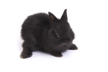 Young netherland dwarf rabbit squat on floor in white background.