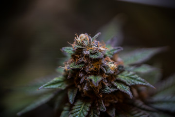 Naklejka na ściany i meble Cannabis Flower