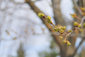 桜　蕾　素材
