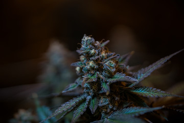 Cannabis Flower