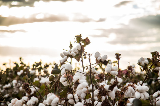 Cotton field plantation texture background