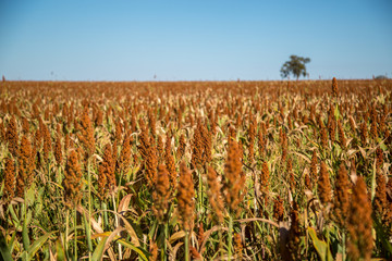 Sorghum plantation field plant seed