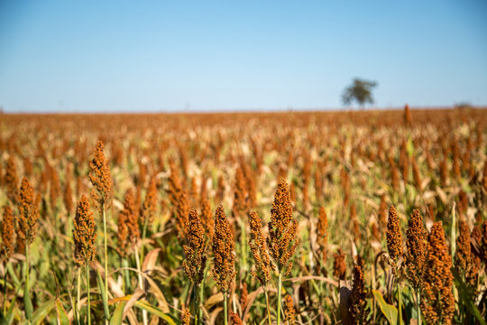 Sorghum plantation field plant seed