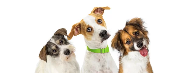 Poster Drie schattige honden die hun hoofd kantelen en vooruitkijken © adogslifephoto