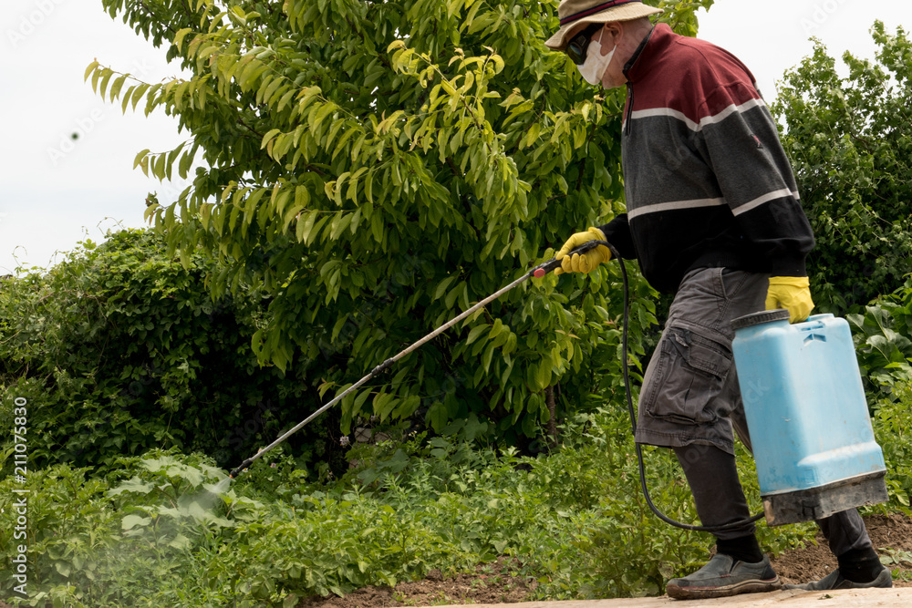 Wall mural Elderly farmer man in hat, glasses and protective clothing sprinkles potatoes with professional sprayer. Struggle with the Colorado beetle. Blue tank with electric sprayer. Strong poison for insects.