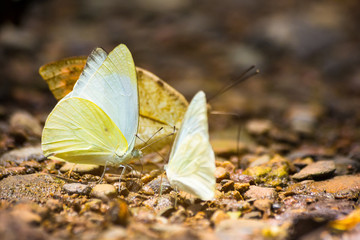 Group of butterflies puddling on the ground and flying in nature, Thailand Butterflies swarm eats minerals in Ban Krang Camp, Kaeng Krachan National Park at Thailand